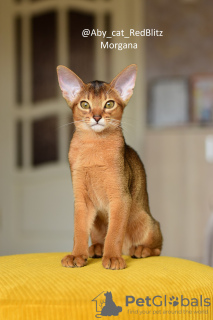 Photo №4. I will sell abyssinian cat in the city of Rostov-on-Don. from nursery, breeder - price - 651$
