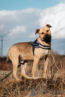 Photo №3. Wonderful Sirius is looking for a family.. Russian Federation
