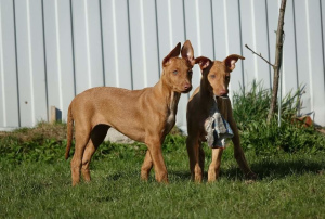 Additional photos: Pharaoh Hound, puppies