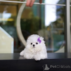 Photo №4. I will sell bichon frise in the city of Newcastle upon Tyne.  - price - Is free