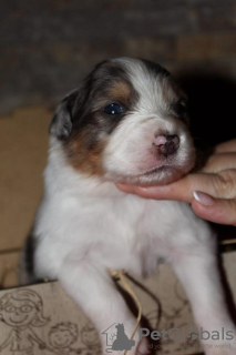 Photo №2 to announcement № 101997 for the sale of australian shepherd - buy in Serbia 