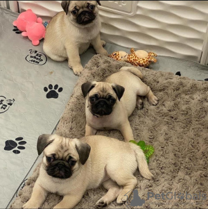 Photo №1. pug - for sale in the city of Berlin | negotiated | Announcement № 119979