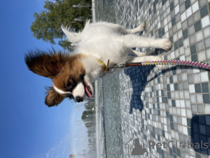 Photo №3. Papillon. Puppy. Female. FCI. Canada