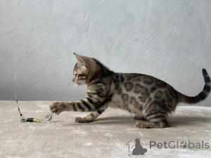 Photo №4. I will sell bengal cat in the city of Marseilles. private announcement, from nursery, breeder - price - negotiated