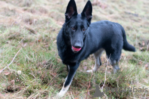 Photo №3. VEO Eastern Shepherd Puppies. Lithuania