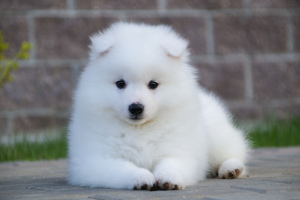 Photo №1. japanese spitz - for sale in the city of Moscow | 403$ | Announcement № 2536