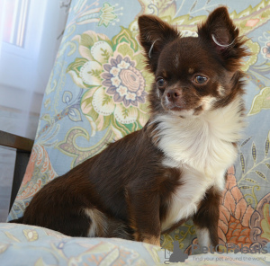 Photo №2 to announcement № 110794 for the sale of chihuahua - buy in Russian Federation private announcement, breeder