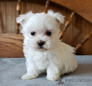 Photo №1. maltese dog - for sale in the city of Frasdorf | 465$ | Announcement № 169449