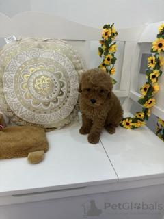 Photo №2 to announcement № 122757 for the sale of poodle (toy) - buy in Serbia breeder