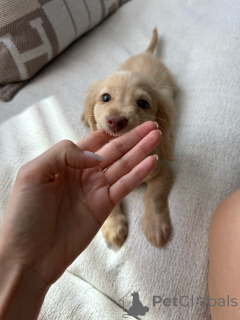 Photo №3. Purebred Dachshund Puppies Playful, Loyal & Family Raised. Germany