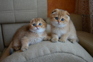 Photo №1. scottish fold - for sale in the city of Kaluga | Negotiated | Announcement № 2275