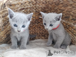 Photo №1. russian blue - for sale in the city of Frankfurt | 370$ | Announcement № 112422