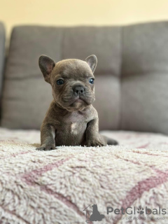 Photo №1. french bulldog - for sale in the city of Ostrava | negotiated | Announcement № 115368