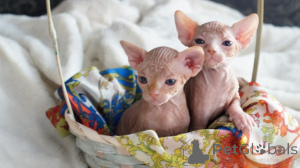 Photo №1. sphynx cat - for sale in the city of Kreuzlingen | 350$ | Announcement № 178746