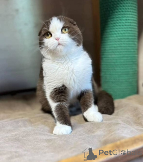 Photo №2 to announcement № 155693 for the sale of british shorthair - buy in Iceland private announcement