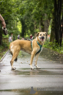 Additional photos: A little girl with the most amazing smile is looking for a home.