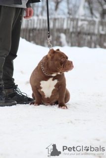 Photo №3. American bull puppy for sale. Belarus