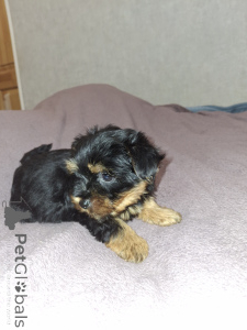 Photo №4. I will sell beaver yorkshire terrier, yorkshire terrier in the city of Stockholm. private announcement, from nursery, breeder - price - 619$