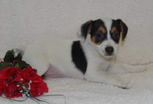 Photo №3. The breeding THERY of BELLANCOURT proposes to you Jack russell terrier. France