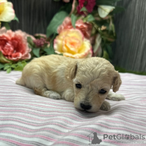 Photo №2 to announcement № 45827 for the sale of poodle (dwarf) - buy in United States private announcement
