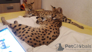 Photo №4. I will sell savannah cat in the city of Лиепая. breeder - price - 7811$