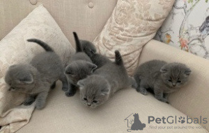 Photo №1. scottish fold - for sale in the city of Helsinki | 317$ | Announcement № 96930