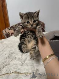 Photo №2 to announcement № 165580 for the sale of european shorthair - buy in Belgium private announcement, breeder