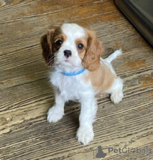 Photo №2 to announcement № 124062 for the sale of cavalier king charles spaniel - buy in Finland private announcement