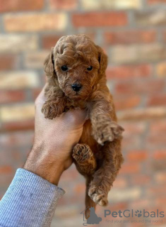 Additional photos: Miniature and toy poodles