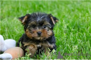 Photo №2 to announcement № 104856 for the sale of yorkshire terrier - buy in Australia private announcement