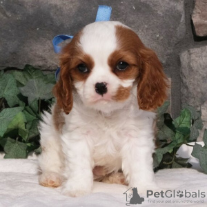 Photo №2 to announcement № 45716 for the sale of cavalier king charles spaniel - buy in Brazil 