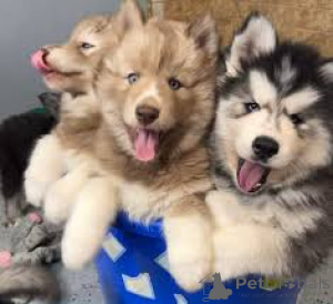 Photo №2 to announcement № 165602 for the sale of siberian husky - buy in Netherlands private announcement, breeder