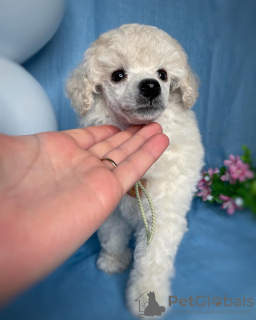 Photo №3. toy poodle puppies. Belarus