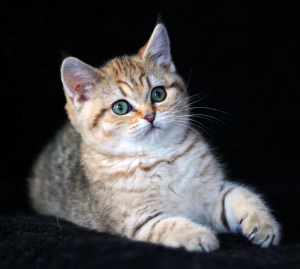 Additional photos: Scottish kittens. Nursery