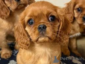 Photo №3. Cavalier King Charles Spaniel puppies for sale. United Kingdom