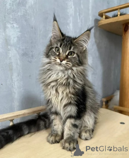 Photo №1. maine coon - for sale in the city of Key West Township | 500$ | Announcement № 138161