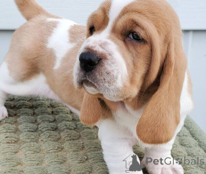 Photo №1. basset hound - for sale in the city of Ringsted | negotiated | Announcement № 169988
