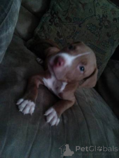Photo №4. I will sell american pit bull terrier in the city of Monaco. private announcement - price - 536$