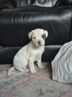 Photo №1. american bulldog - for sale in the city of Munich | 565$ | Announcement № 144559
