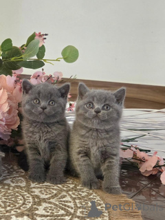 Photo №1. british longhair - for sale in the city of Klingenberg | negotiated | Announcement № 177054