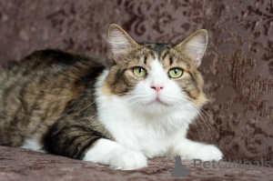 Photo №1.  - for sale in the city of Minsk | Is free | Announcement № 149216