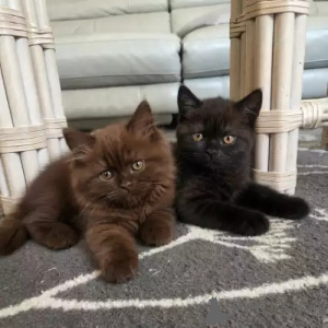 Photo №3. Cute British Blue Shorthair kittens. United Kingdom