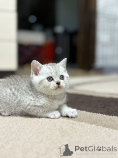 Photo №2 to announcement № 163066 for the sale of scottish straight - buy in Belarus breeder