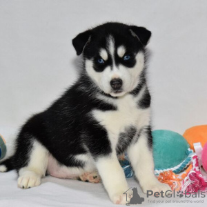 Photo №1. siberian husky - for sale in the city of Даллас | 500$ | Announcement № 45615