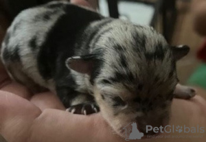 Photo №3. Chihuahua Velpen Merle (Eventwell Blaue Augen). Germany