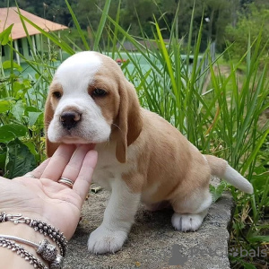 Photo №1. beagle - for sale in the city of Cologne | 397$ | Announcement № 127643