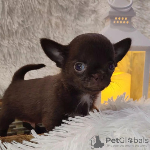 Photo №2 to announcement № 86751 for the sale of chihuahua - buy in United States private announcement