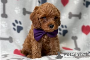 Photo №1. non-pedigree dogs - for sale in the city of Bamberg | Is free | Announcement № 117897