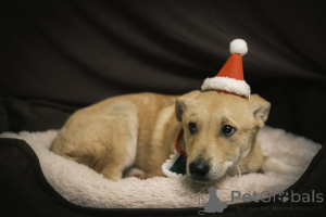Photo №3. Bruno is looking for a house and a loving family!. Russian Federation
