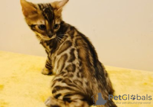 Photo №1. bengal cat - for sale in the city of Rochefort | Is free | Announcement № 128748